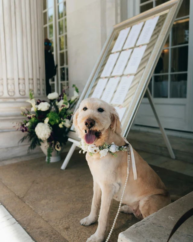 The couple's cream-colored dog in a white flower collar sits before the seating chart, pearl leash trailing
