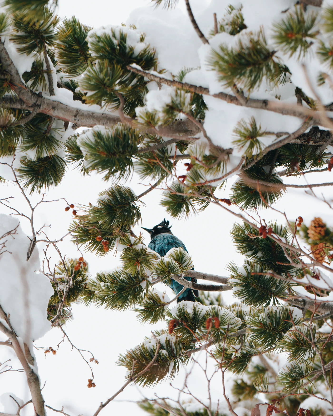 A Steller's jay puffed up among snow loaded pine branches