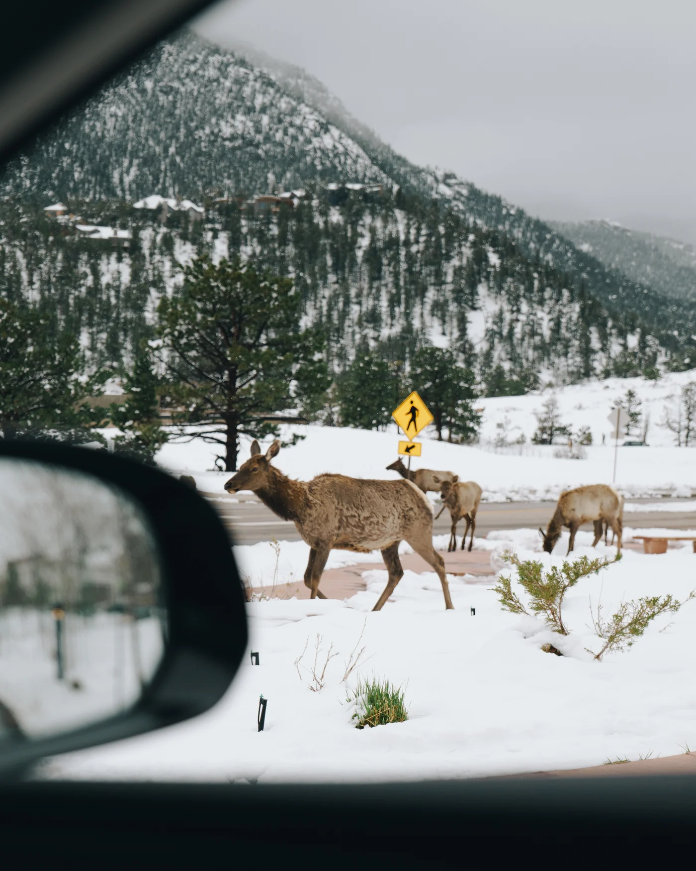 Elk crossing a snowy roadside past a pedestrian sign, seen over a car mirror