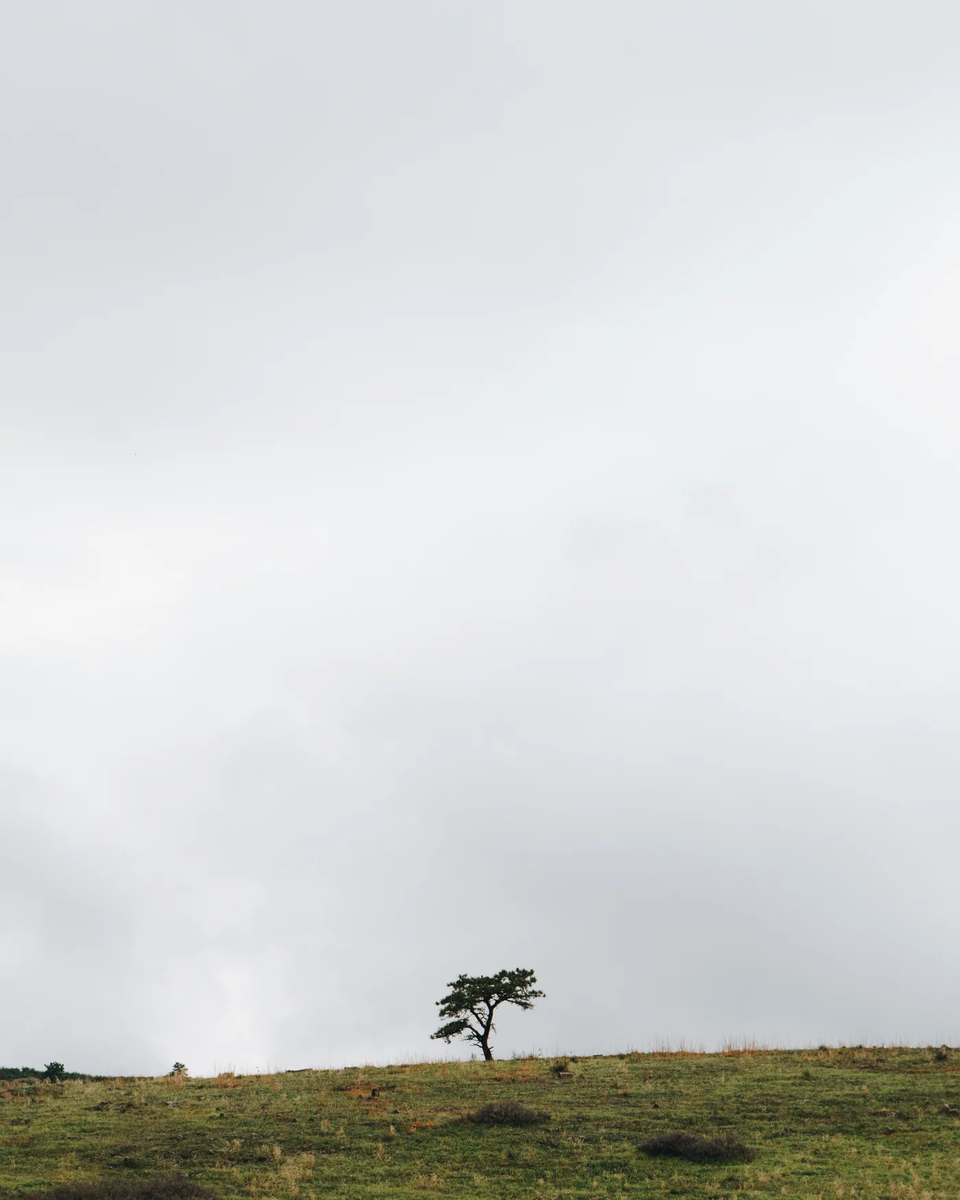A lone tree on a bare ridge under an enormous blank gray sky