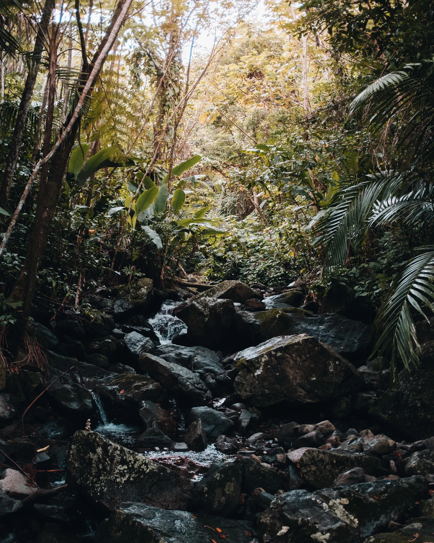 A thin stream threading over dark boulders through dense rainforest